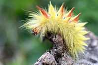 Acronicta aceris